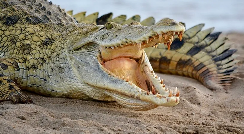 O femeie a fost mancata de vie de un CROCODIL! Oamenii sunt in soc