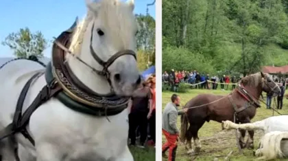Detaliul care răstoarnă tot ce se știa despre moartea lui Falko!  I-a fost făcută autopsie calului campion al concursurilor de tracțiune și ce a ieșit la iveală e de-a dreptul șocant...